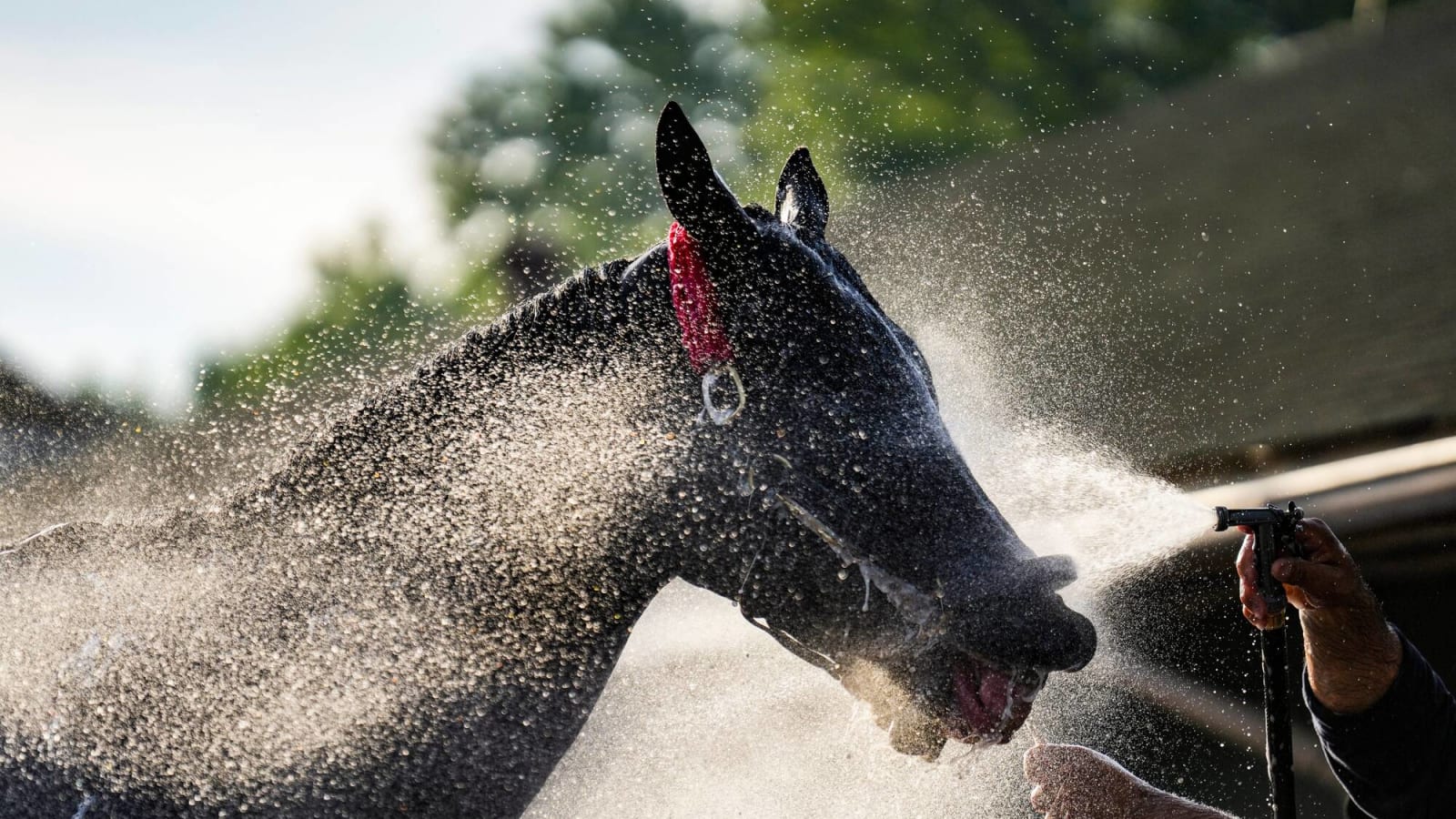 2024 Kentucky Derby odds, prediction: Which horse will win?