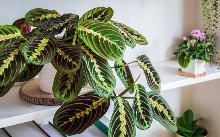 Maranta (Prayer Plant)