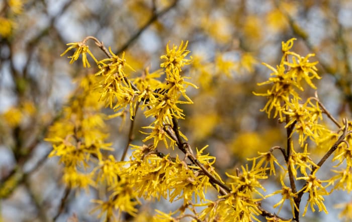 Witch hazel