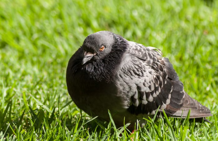 Live pigeon shooting