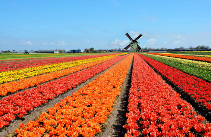 Lisse, the Netherlands