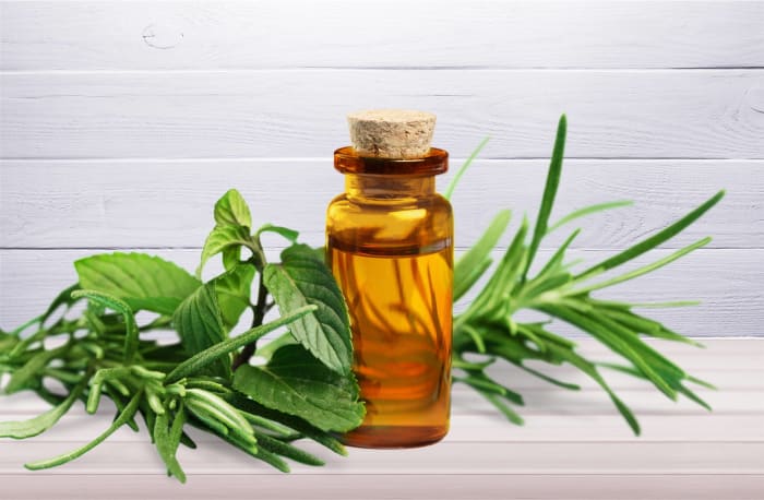 Use tea tree oil to combat bacterial and fungal infections