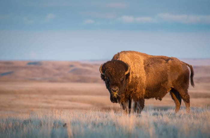 Grasslands National Park, Saskatchewan