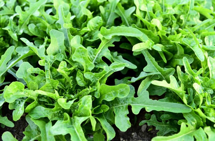 Oak leaf lettuce