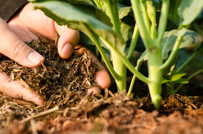 Figure out where you're going to use your compost