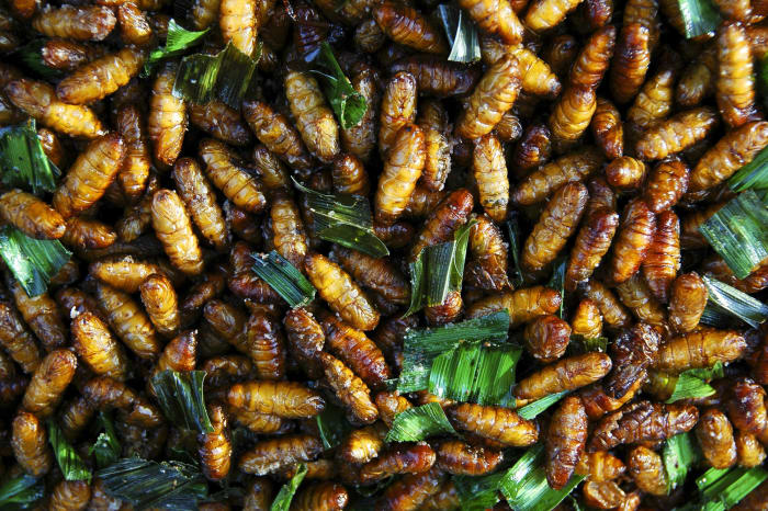 Silkworm pupae