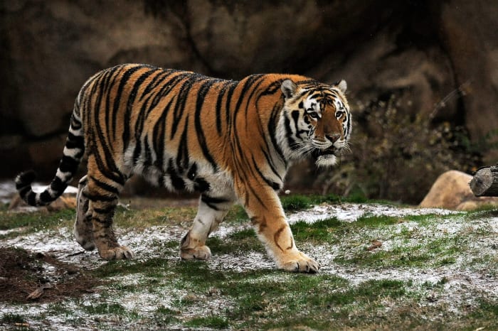 LSU: Mike the Tiger's Dinner