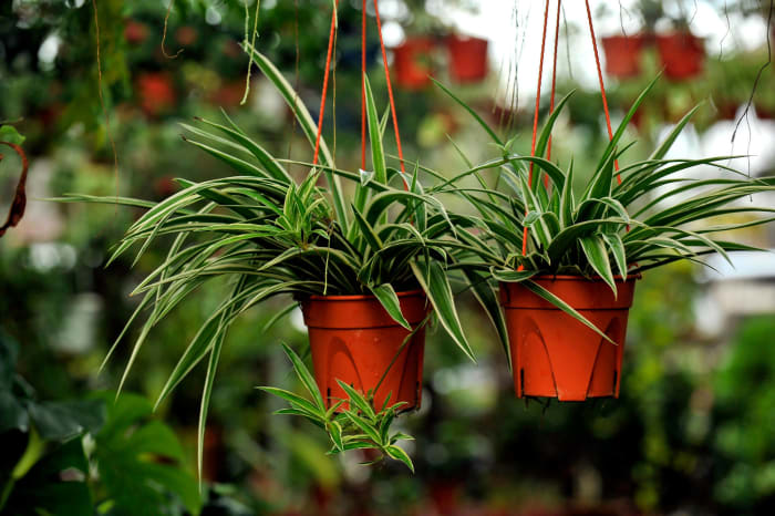 Spider Plant