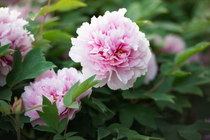 Peony