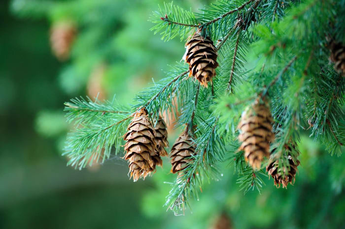 Pine cones