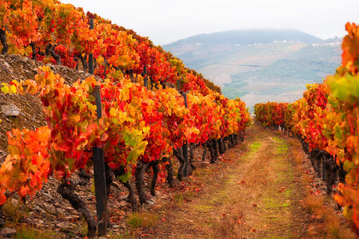 Fall foliage