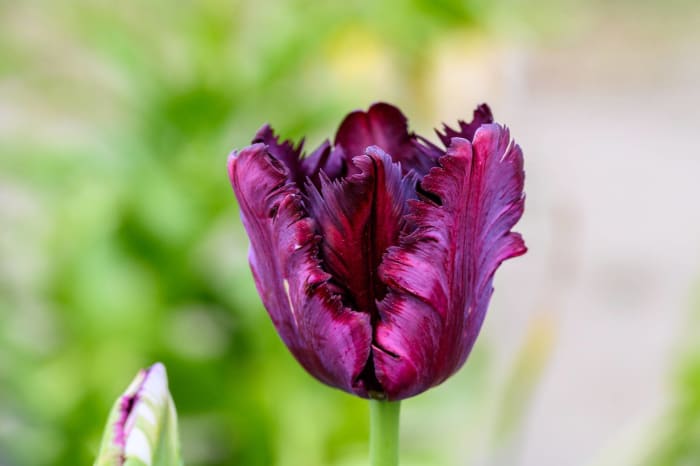 Parrot tulip