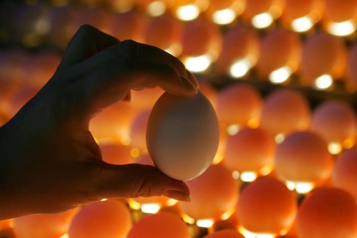 Fresh eggs are always best