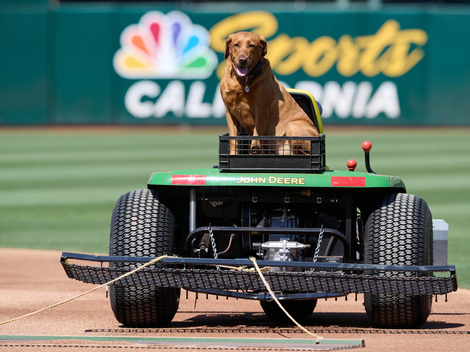 Oakland A's Dog 