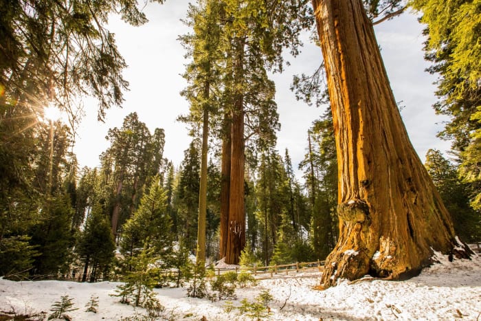 Sequoia National Park