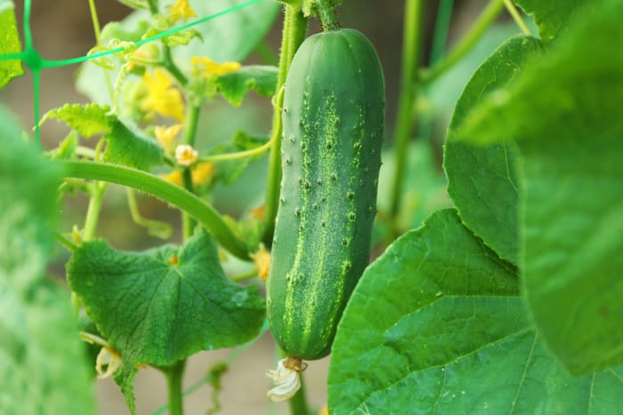 Cucumbers