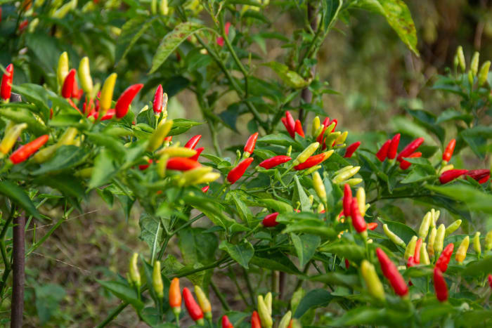 Chili peppers