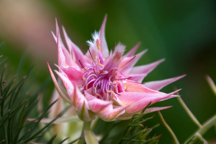 Blushing Bride Protea