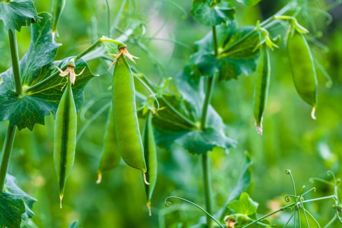 Pea pods