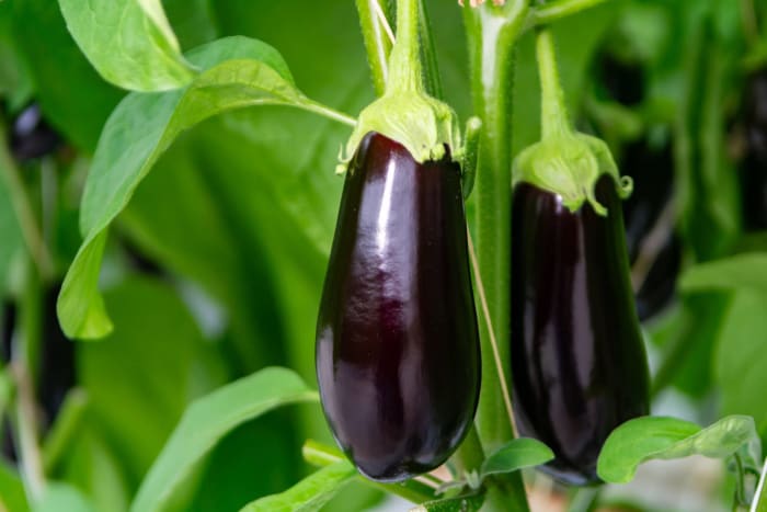 Eggplant