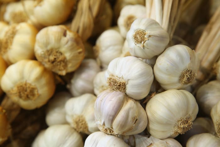 Garlic