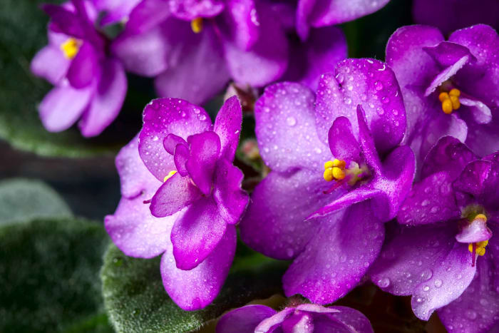 African Violets