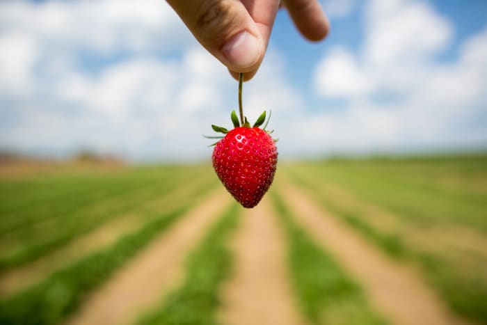 Strawberries