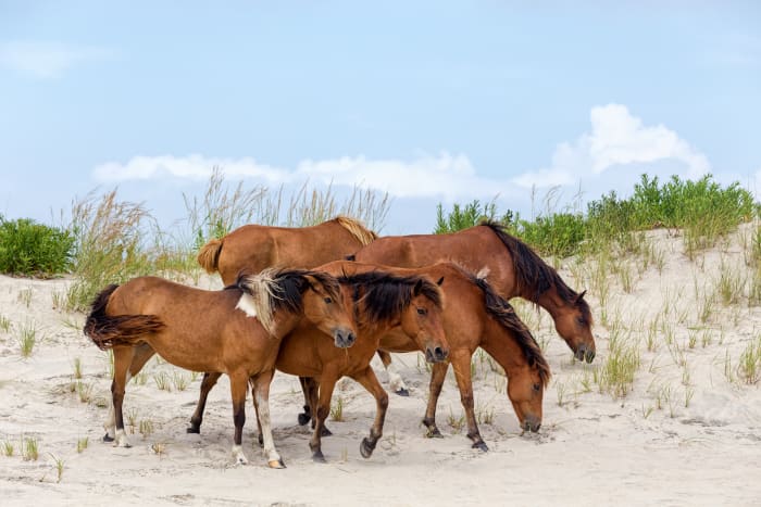 Chincoteague Island, Virginia
