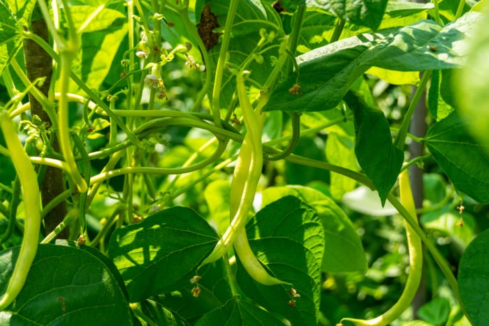 Green beans