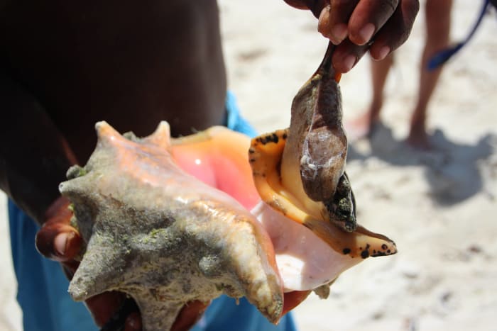 Conch