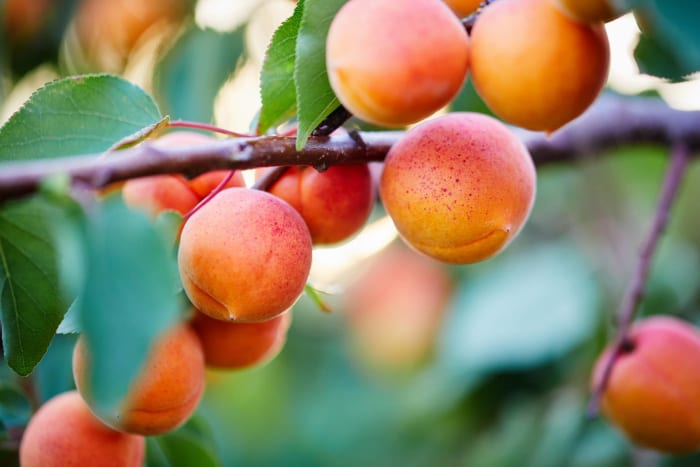 Apricots