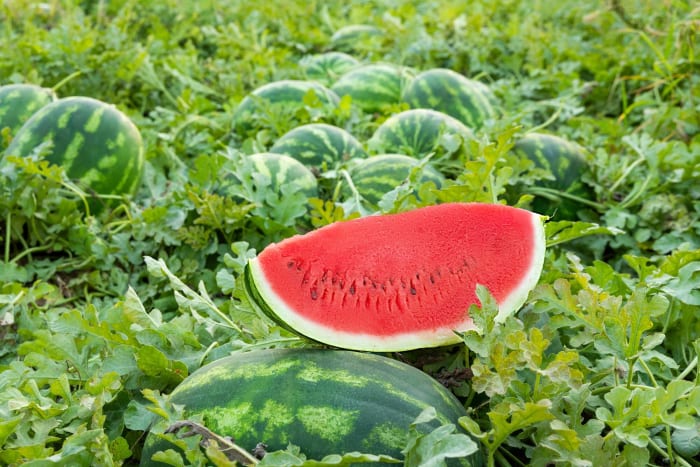 Watermelon