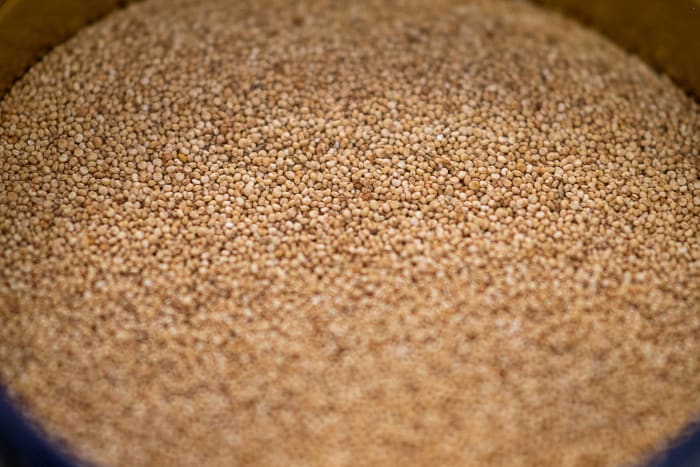 Quinoa