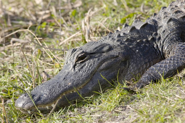 Alligator