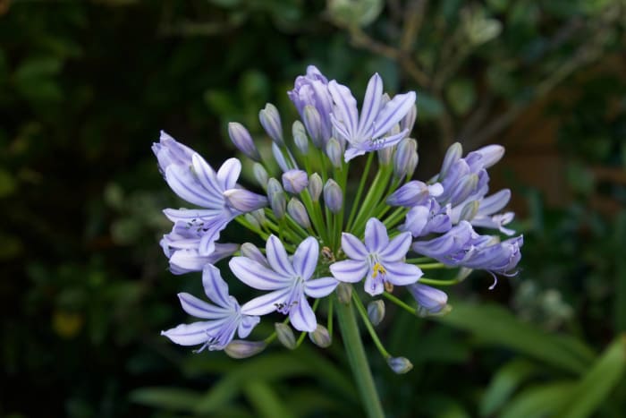Agapanthus