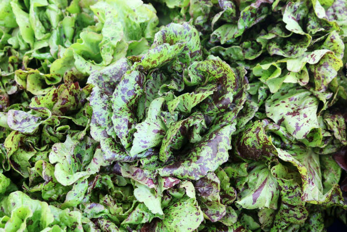 Speckled lettuce
