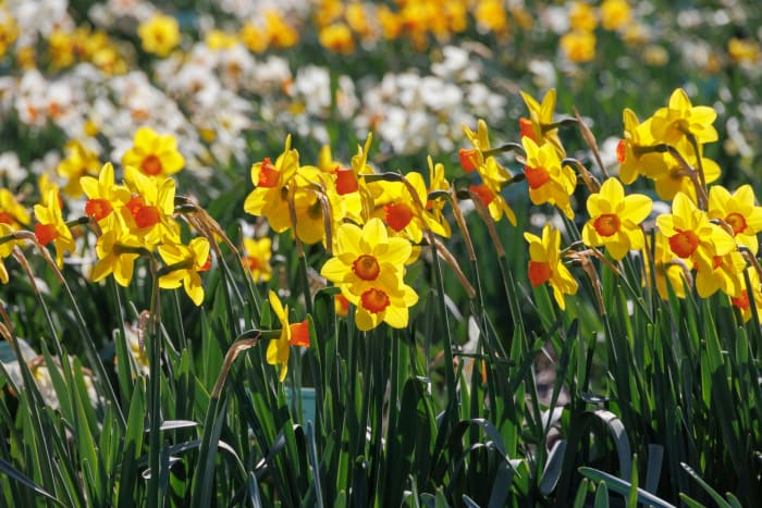 Daffodils