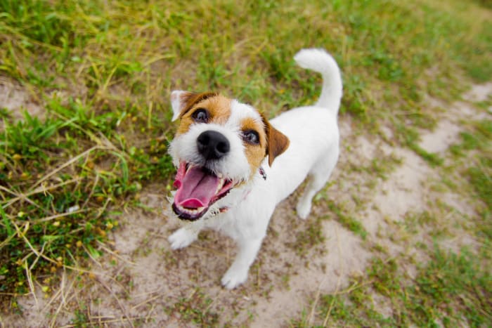 Jack Russell terrier