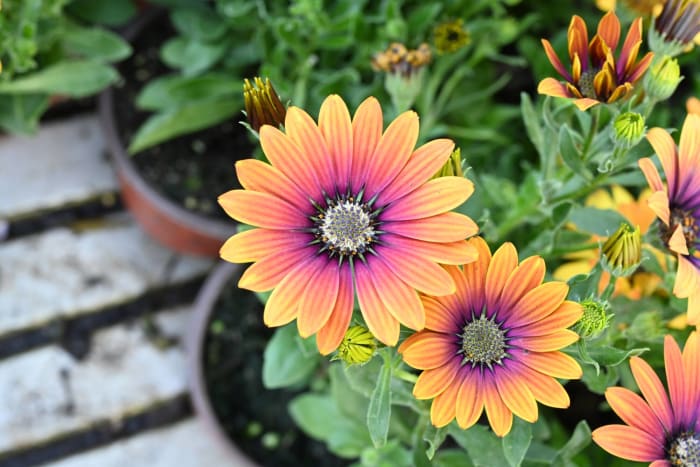 African daisy