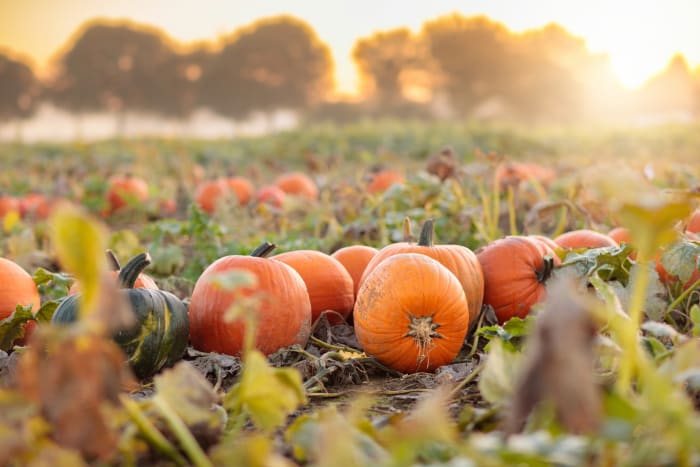 Pumpkins
