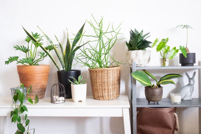 Group your plants together