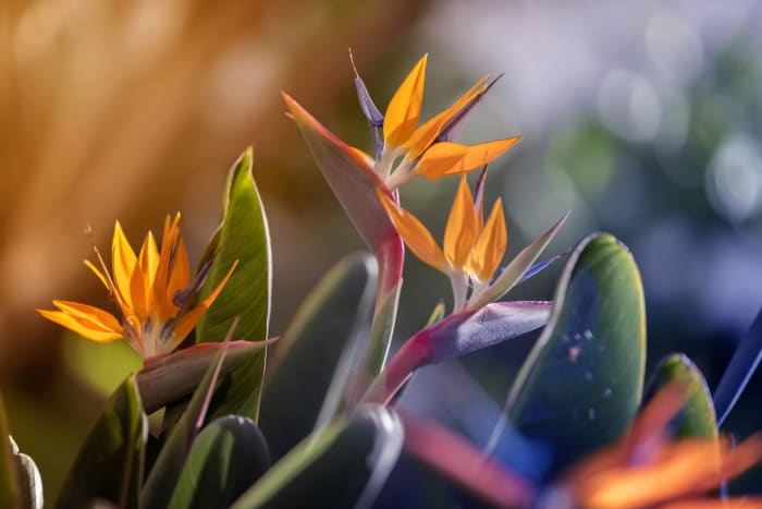 Bird of paradise
