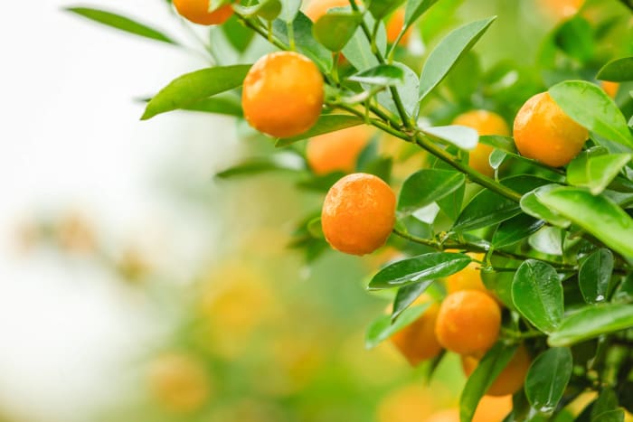 Tangerine