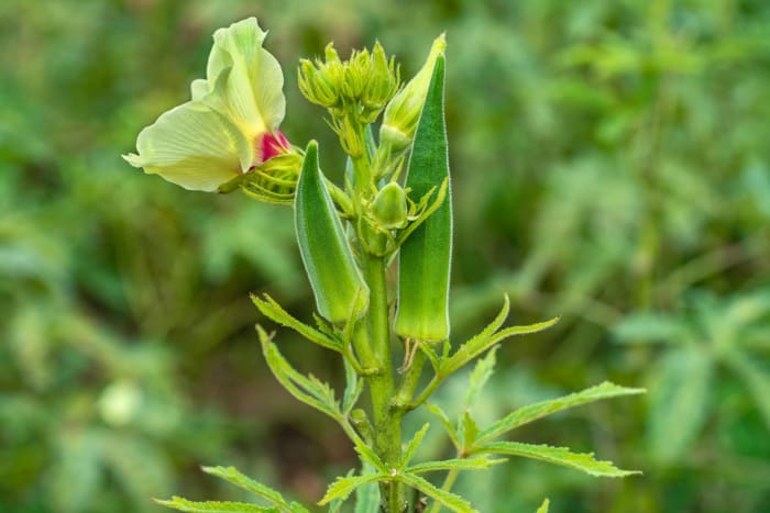 Okra