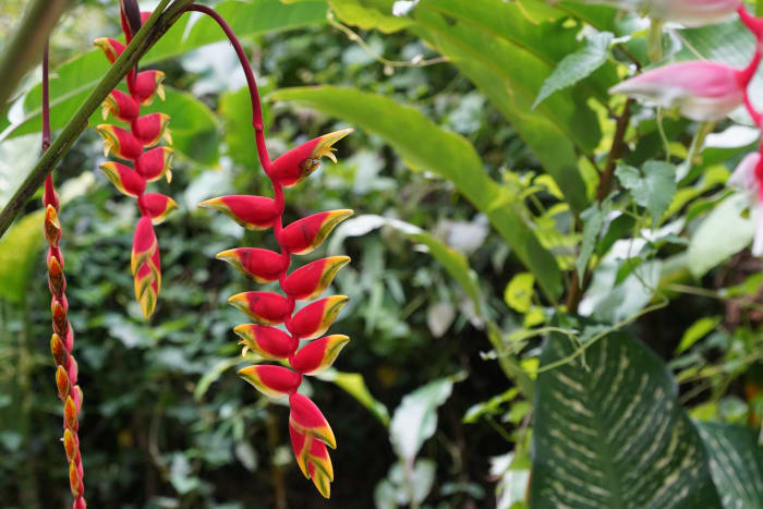 Heliconia