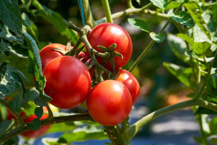 Tomatoes