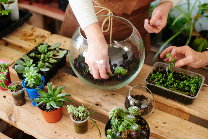DIY terrariums
