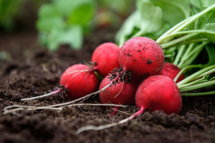 Radishes
