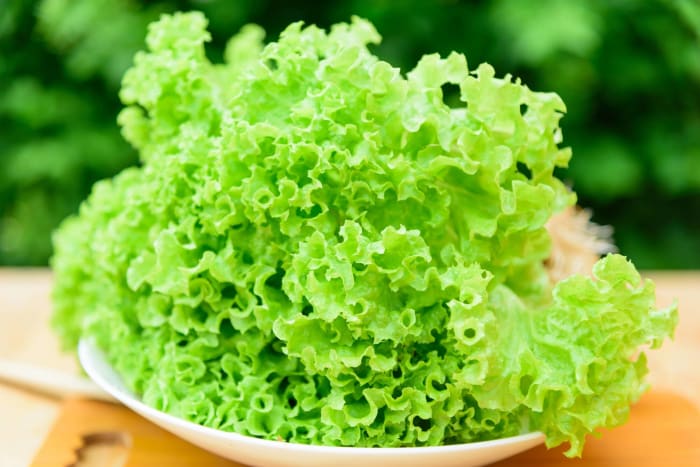 Coral lettuce