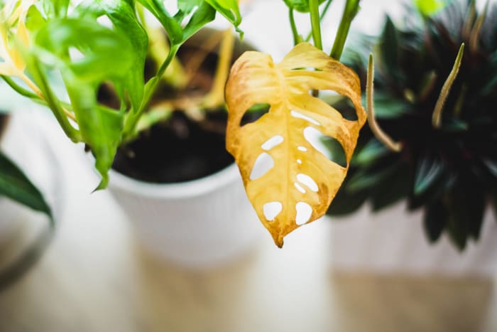 4 Basic Tips for Aspiring Plant Moms – Click & Grow